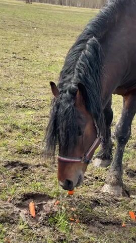 A dark brown horse with a long, wavy black mane and tail is featured in a close-up, standing in a grassy field. The horse wears a halter with a white and red stripe. It is actively bending its head down to eat several orange carrots scattered on the muddy ground. The field has patches of green grass and dirt. In the background, a light brown dog briefly runs across the field from left to right. Beyond the field, a line of trees is visible, and power lines or poles can be seen in the distance against a cloudy sky. The scene takes place during the daytime in what appears to be a rural or semi-rural area, specifically identified as Пролетарский, Russia. The horse appears calm as it eats.