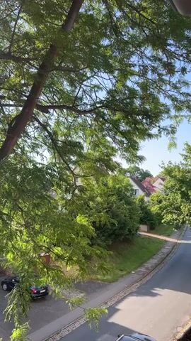 A video pans across a large tree with green leaves, revealing a street with parked cars and houses in the background. Sunlight filters through the branches, creating a dappled effect. The camera moves slowly, showing different angles of the tree and its surroundings. The scene appears to be a residential area on a sunny day.