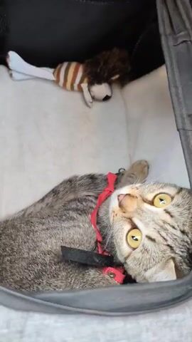 A close-up shot features a gray tabby cat lying in a black carrier. The cat wears a red harness and looks up at the camera with wide, yellow eyes. A stuffed toy resembling a hedgehog or lion sits in the background of the carrier, on a white padded surface. The cat is mostly still. In the audio, two male voices are heard.