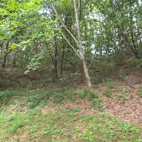 A person walks down a dirt path in a wooded area, holding a phone up as if taking pictures. They are wearing a dark t-shirt and shorts. Another person is walking ahead of them, pushing a stroller with two children in it. The person pushing the stroller is wearing a pink hat and camouflage pants. The path is lined with trees and green foliage. The sun appears to be shining, casting shadows on the ground.
