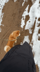 Early morning dog walk captured in Chaikovsky, Russia