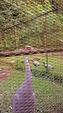 A tall, grey bird with a long neck and a red patch on its head is standing in an enclosure. It is looking up towards something above it. In the background, there are two smaller, white birds with black markings on their wings, also in the enclosure. The enclosure appears to be a zoo or wildlife sanctuary, with a wire fence in the foreground and lush green foliage in the background. The ground is covered in grass and some scattered brown leaves. The overall lighting suggests it is daytime.