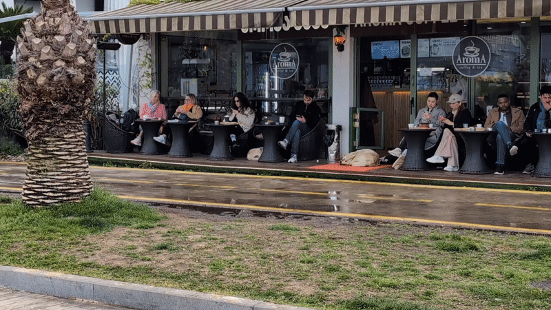 Cafe patrons use phones while dogs rest at Batumi establishment