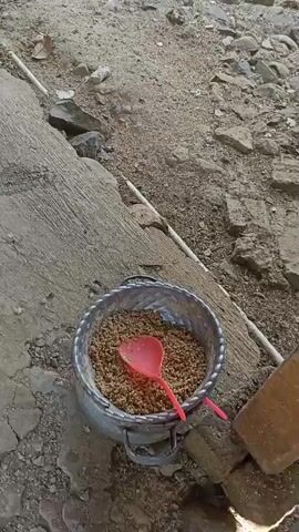 The video shows a close-up of a metal bowl filled with birdseed or animal feed. A red plastic spoon is partially submerged in the feed. A person's hand, with visible fingers, is holding the spoon and is in the process of scooping up some of the feed. The bowl is placed on a rough, concrete surface with dirt and small rocks scattered around it. A white pipe runs along the edge of the concrete. The overall environment appears to be outdoors, possibly in a rural or backyard setting. The audio includes a person speaking in what sounds like an Indonesian dialect, identifying the contents as chicken feed.