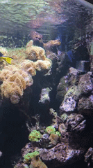 Tropical fish observed swimming among coral in aquarium display