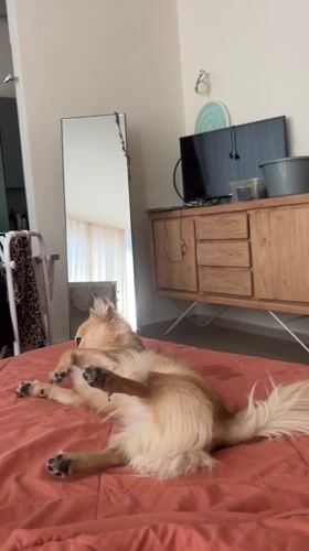 Fluffy dog makes itself at home in Kuta Selatan lodging