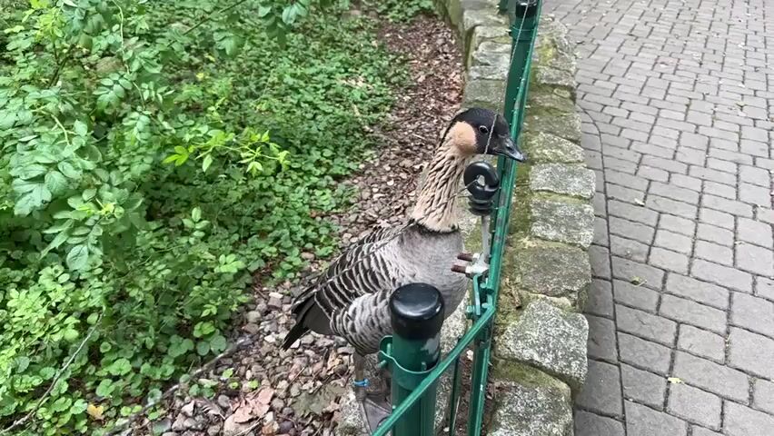 A goose stands on a stone ledge next to a green fence. The goose has gray and white feathers and a black head with a tan stripe down its neck. It is looking to the right and appears to be pecking at the fence. To the left of the goose is a patch of green bushes and to the right is a paved walkway. The video is shot from a slightly elevated angle.