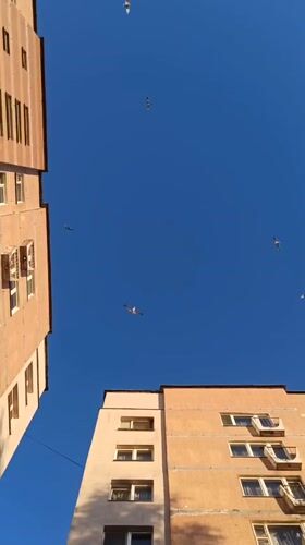 Birds fly over apartment buildings in Hrodna under blue sky