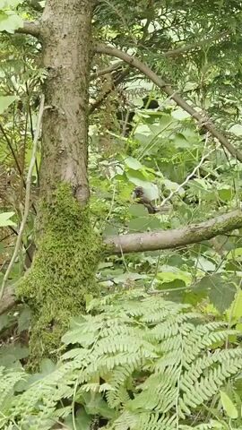 A bird is perched on a branch of a tree in a forest. The tree trunk is covered in moss. Ferns are visible in the foreground.