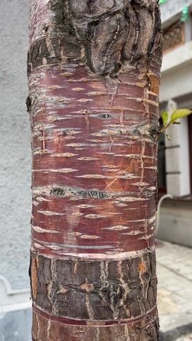 The video pans up from the trunk of a tree to its branches full of pink blossoms. The tree has a smooth, reddish-brown trunk with horizontal markings. The branches are gray and spread out, covered in clusters of pink flowers and green leaves. In the background are a white wall, a building with a window, and a paved area.