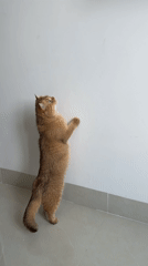 Cat observed in indoor room movements, Đà Nẵng