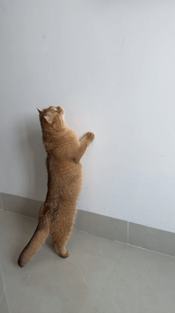 Cat observed in indoor room movements, Đà Nẵng
