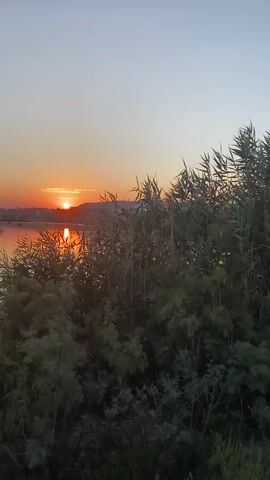 A vertical video shows a sunset over a body of water. The sun, a bright orange orb, is low on the horizon, casting a golden reflection on the water. Tall grasses and reeds line the foreground and edges of the water, with some trees and shrubs interspersed. The sky is a gradient of soft blues and oranges, transitioning to a pale yellow near the horizon. There are no people or animals visible in the video. The scene appears to be a natural landscape, possibly a marsh or lake, at dusk.