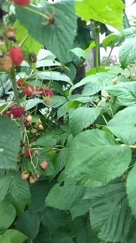 A close-up shot shows a raspberry bush with clusters of ripe red and unripe pink raspberries growing on a branch. The leaves are green and large. Some of the raspberries have signs of decay or insect damage. A few bees are visible on the raspberries and leaves, suggesting pollination or feeding activity. The background is out of focus, showing more greenery and what appears to be a fence. The video appears to be shot outdoors during the daytime, with natural light.