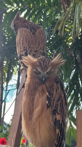 Tufted owls on a wooden perch in Kuta Selatan, Bali