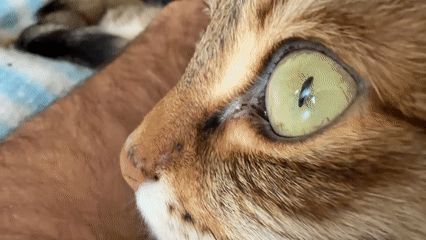 Tabby cat rests beside person's arm in Milan