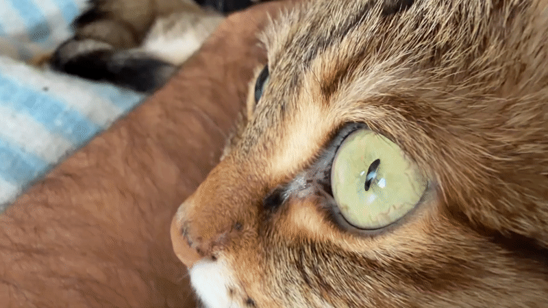 Tabby cat rests beside person's arm in Milan