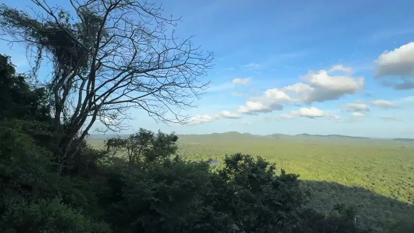 The video presents a landscape view from an elevated position, possibly a hilltop or mountain. In the foreground, there's dense green foliage, including trees and shrubbery, and a bare tree branch on the left side of the frame. In the distance, a vast expanse of dense, lush green forest stretches out to meet a horizon of rolling hills or mountains. The sky is a clear, bright blue dotted with puffy white clouds. The scene appears to be captured on a sunny day, providing good visibility of the landscape.