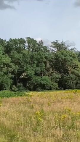 A still image shows a wide shot of a grassy field with yellow flowers in the foreground and a dense forest in the background. The sky above is overcast. There are no discernible people or objects in the frame.