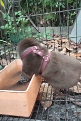 Harnessed otter eating and drinking inside a wire enclosure in Pujut