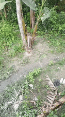 Rural workers navigate dirt paths in Mehendiganj countryside