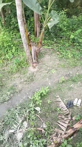 Rural workers navigate dirt paths in Mehendiganj countryside