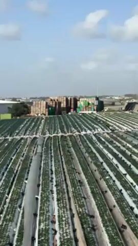 The video shows an aerial view of a large strawberry farm. Long rows of strawberry plants covered by plastic sheeting stretch across the scene. Workers are visible tending to the plants in several rows. In the background, there is a large stack of wooden and plastic crates. Beyond the crates, there is a hazy view of a distant town or industrial area. The sky is blue with some scattered clouds.