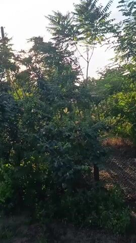 A video shows a transition from a leafy tree canopy against a bright sky to a wider view encompassing a rural landscape. The initial shot focuses on the foliage and branches of trees, with sunlight filtering through. As the video progresses, the camera pans to reveal more of the environment. A utility pole with wires is visible on the left side of the frame, with a power line stretching across the sky. Further into the video, a car is partially visible amidst the trees, suggesting a dwelling or area of habitation nearby. The scene then broadens to show a house with a red-tiled roof and a chimney, situated behind a fence. The foreground consists of dry grass and dirt, indicating an outdoor, possibly uncultivated, setting. The overall impression is that of a quiet, rural or semi-rural area bathed in the warm light of either sunrise or sunset. There are no people visible in the video.