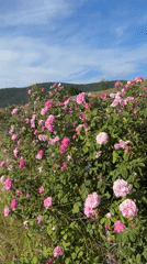 Pink roses bloom on hillside in Strelcha, Bulgaria
