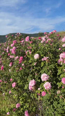 Pink roses bloom on hillside in Strelcha, Bulgaria