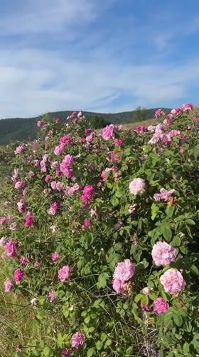 Pink roses bloom on hillside in Strelcha, Bulgaria