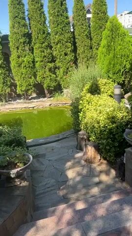 A ginger cat walks across a paved area in a garden. To the left, there is a pond with green water and stone steps leading down to it. There are several tall green trees and bushes in the garden. The cat is walking towards the right side of the frame.
