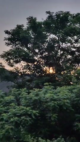 This is a vertical video of a sunset viewed through trees and foliage. The sun is partially obscured by clouds and tree branches. The sky is a mix of orange, yellow, and purple hues. The foreground is filled with green leaves and branches, which appear somewhat blurred due to motion. In the background, there are hills or mounds of earth and more trees. The overall impression is that the video was shot from a moving vehicle, possibly a car or train, given the slight motion blur.