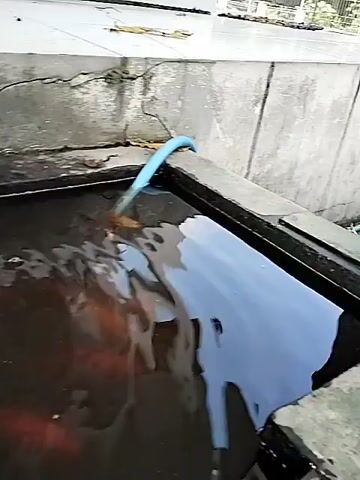 The video depicts an outdoor scene, likely a garden or courtyard in Sidoharjo, Indonesia, during the daytime. It begins with a close-up of a small, dark-colored pool of water with bubbles. A blue hose is visible on the right, extending into the water. A large splash occurs in the pool, sending water upwards. The camera then pans to reveal an overturned white bucket next to the pool, with a white hose also entering the water. The focus shifts to a statue of a woman, adorned in traditional Indonesian attire consisting of a dark kebaya with white and gold accents and a brown, patterned skirt. She is shown holding a small pot. Next to the statue, a snake plant in a pot is visible, along with another white bucket topped with a rock. A light purple house with brown window frames and a door is seen in the background. No text is visible in the video.