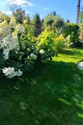 A video opens on a sunny day in a lush garden. The camera pans from left to right across a variety of blooming hydrangeas. In the foreground, a bright green lawn is visible with shadows cast by the foliage. As the camera moves, it reveals a dense planting of white hydrangeas on the left, with large cone-shaped blooms. These transition into clusters of pale green and then vibrant pink hydrangeas. Behind the flowers, mature trees and shrubs create a verdant backdrop, and a fence can be seen in the distance. The overall impression is one of a well-maintained and flourishing garden in peak bloom.