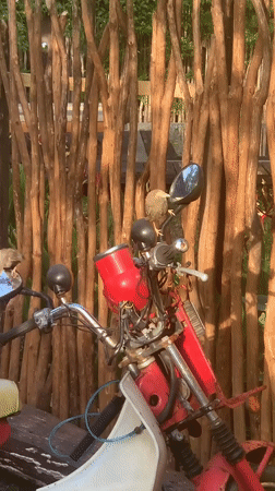 Birds gather on parked motorcycle in Sri Lanka