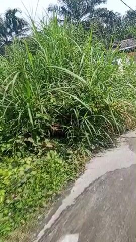 The video shows a person walking along a concrete road. On the left side of the road is a low concrete barrier with white painted sections. Beyond the barrier, there is a steep embankment covered in lush green vegetation and palm trees. A muddy, shallow creek or river is visible flowing down the embankment. Some houses with corrugated metal roofs are partially visible through the trees on the embankment. The camera pans to the right, showing more of the road and the barrier. The person's shadow is visible on the road. The sky is overcast.