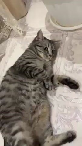 Here is a description of the video:

The video shows a silver tabby cat lying on its back on a tiled floor. A hand reaches out and pets the cat on its belly. The cat rolls around and looks at the hand. There is a flower pot and a curtain in the background.