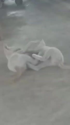 Two light-colored cats lie on a grey concrete floor, intertwining their bodies and paws. They roll slightly, facing each other with their bellies exposed. One cat has a small brown patch on its side near the tail. The background is blurry and shows indistinct shapes, including what appears to be wheels of an object.