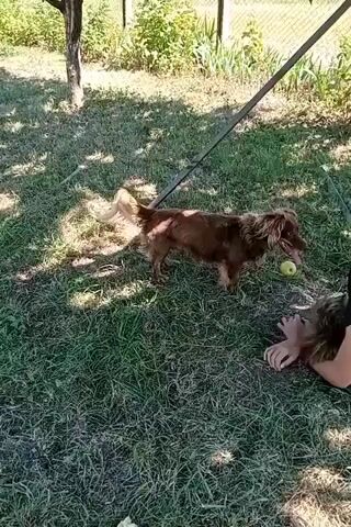 A brown dog on a leash stands on grass in a yard next to a person lying upside down, suspended by their feet from a tree branch. The person is wearing a black t-shirt and grey shorts. A green apple is on the ground near the dog. Sunlight filters through the trees, casting shadows on the grass.