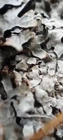 The video shows an extreme close-up of gray, flaky, leaf-like structures, possibly lichen or bark. A thin, brown, hair-like object, possibly a root or strand of hair, runs across the foreground and partially obstructs the view of the gray material. The lighting appears natural and the focus shifts slightly throughout the clip, providing a dynamic perspective of the textured surface. There are no people or distinct actions depicted. The environment is implied to be outdoors, possibly on a tree or rock.