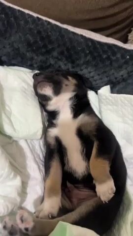 The video shows a close-up of a black, tan, and white puppy sleeping on a light green pad and white blankets. The puppy is lying on its back with its paws up in the air and its head tilted back on a light green pillow. Its eyes are closed, and it appears to be fast asleep. The background is blurred, but it looks like the puppy is in a bed or a dog crate, with a dark gray blanket visible in the upper part of the frame.