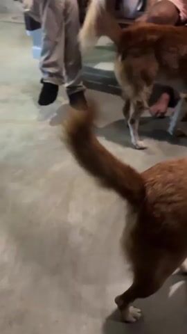 The video shows two dogs interacting with people. The first dog, a medium-sized brown and white dog, is being petted by a person with their hand on the dog's back and head. The dog is looking down. The second dog, a brown dog, is in the foreground with its back to the camera. The background shows people sitting and a rug on the floor. The setting appears to be indoors, possibly a living area.