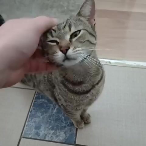 Here is a description of the video. 
The video shows a person petting a tabby cat. The cat is standing on a tiled floor with blue and white patterns. The person's hand is petting the cat's head and back. The cat appears relaxed and content. The camera angle is a medium shot, showing the cat and the person's hand. The background includes the floor and a wooden baseboard.