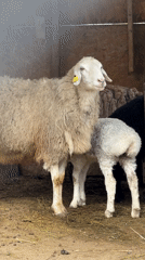 Farm animals feeding observed in Almaty livestock facility