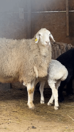 Farm animals feeding observed in Almaty livestock facility