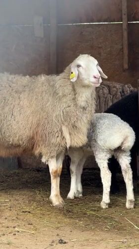 Farm animals feeding observed in Almaty livestock facility