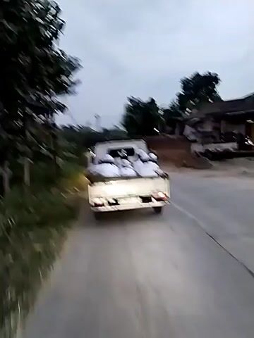 The video captures a rear view of a white pickup truck driving on a paved road. The truck bed is filled with several white, bagged items that appear to be sacks of goods. The truck's brake lights are illuminated, indicating it may be slowing down or stopped. The surroundings are rural, with dense green foliage and trees lining the left side of the road, and some buildings and utility poles visible in the background on the right. The sky is overcast, suggesting it is either early morning or late afternoon. At 00:02, a white car is seen approaching from the opposite direction. At 00:03, a motorcycle passes the pickup truck. The video appears to be shot from another vehicle moving in the same direction as the pickup truck.