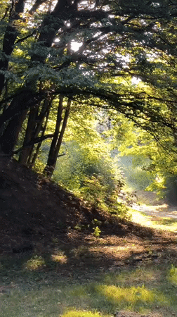 Sunny morning on a forested park path in Lviv