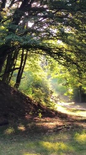 Sunny morning on a forested park path in Lviv